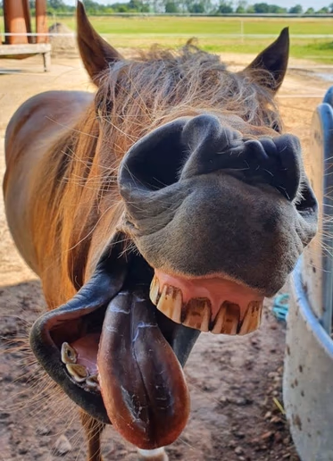 Das Pferd Emma